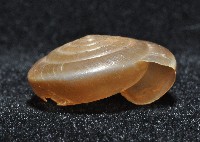 彩虹大臍蝸牛藏品圖，第2張