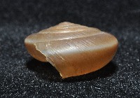 彩虹大臍蝸牛藏品圖，第3張