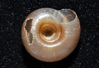 彩虹大臍蝸牛藏品圖，第4張