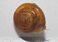 彩虹大臍蝸牛藏品圖，第1張