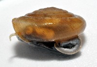 彩虹大臍蝸牛藏品圖，第2張