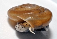 彩虹大臍蝸牛藏品圖，第3張