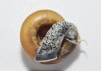 彩虹大臍蝸牛藏品圖，第4張