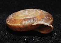 彩虹大臍蝸牛藏品圖，第2張