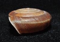 彩虹大臍蝸牛藏品圖，第3張