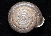 彩虹大臍蝸牛藏品圖，第3張
