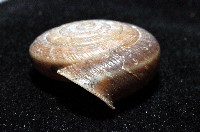 彩虹大臍蝸牛藏品圖，第4張