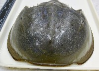 中國鱟(三刺鱟)藏品圖，第2張