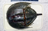 中國鱟(三刺鱟)藏品圖，第3張