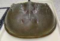中國鱟(三刺鱟)藏品圖，第4張