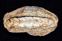 斯特勒氏隱石鱉藏品圖，第4張