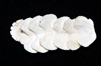 斯特勒氏隱石鱉藏品圖，第2張