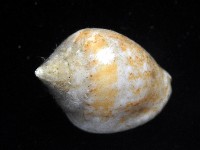 球麥螺藏品圖，第3張