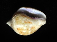 球麥螺藏品圖，第4張