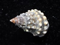 顆粒玉黍螺藏品圖，第3張