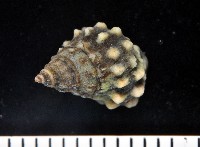 顆粒玉黍螺藏品圖，第4張