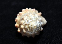 鏈結螺藏品圖，第4張