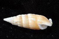 竹筍蟹守螺藏品圖，第3張