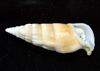 竹筍蟹守螺藏品圖，第4張