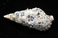 白葚蟹守螺藏品圖，第3張