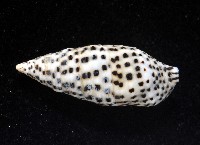 芝麻蟹守螺藏品圖，第4張