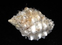 紫口岩螺藏品圖，第3張