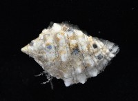 紫口岩螺藏品圖，第4張