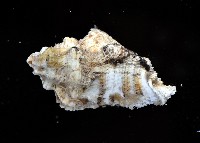 編織結螺藏品圖，第2張