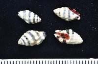 正斑馬峨螺藏品圖，第1張