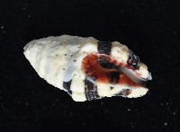 正斑馬峨螺藏品圖，第2張