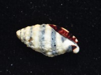 正斑馬峨螺藏品圖，第3張