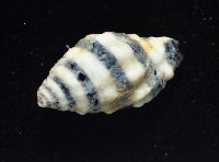正斑馬峨螺藏品圖，第4張