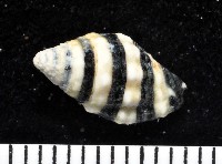 正斑馬峨螺藏品圖，第3張