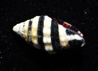 正斑馬峨螺藏品圖，第4張