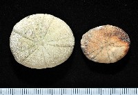 卵圓斜海膽藏品圖，第1張