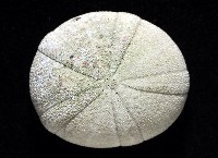 卵圓斜海膽藏品圖，第2張