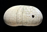 卵圓斜海膽藏品圖，第3張