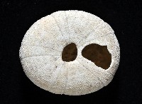 卵圓斜海膽藏品圖，第4張
