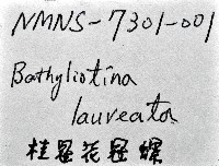 桂冠花冠螺藏品圖，第12張