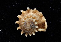 百夫長花冠螺藏品圖，第2張