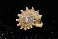 百夫長花冠螺藏品圖，第3張