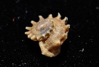 百夫長花冠螺藏品圖，第4張