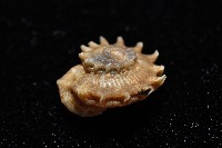 百夫長花冠螺藏品圖，第5張