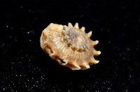 百夫長花冠螺藏品圖，第6張