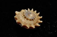 百夫長花冠螺藏品圖，第7張