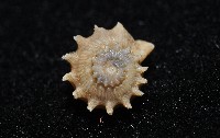 百夫長花冠螺藏品圖，第8張