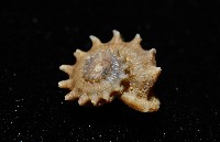 百夫長花冠螺藏品圖，第9張