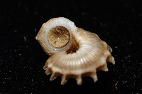 百夫長花冠螺藏品圖，第10張