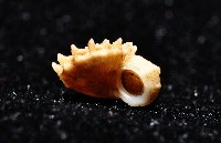 百夫長花冠螺藏品圖，第11張