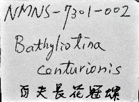 百夫長花冠螺藏品圖，第15張